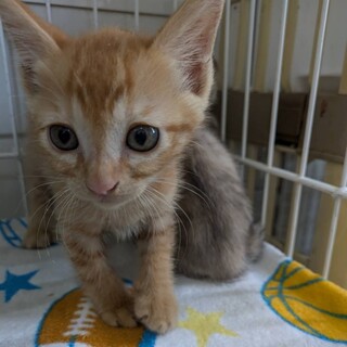 ちゃーちゃん　里親さん募集中