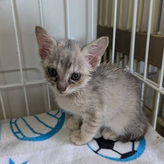 グレコちゃん　里親さん募集中