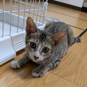 最高のパートナーになれる子猫ボッチ！