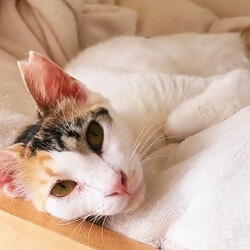 「10月４日の保護猫譲渡会」サムネイル2