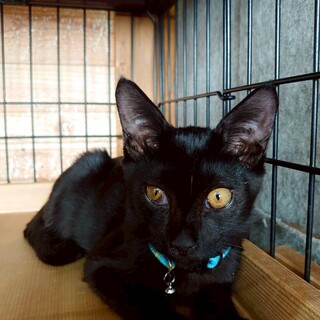 人なれ抜群　とっても陽気なデビちゃん　生後３か月