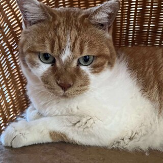 茶白　サン君　里親募集中☆彡