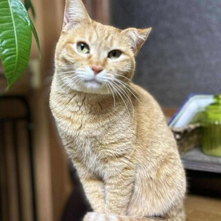 茶トラ　ドットちゃん　里親募集中☆彡