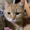 茶トラ　ドットちゃん　里親募集中☆彡
