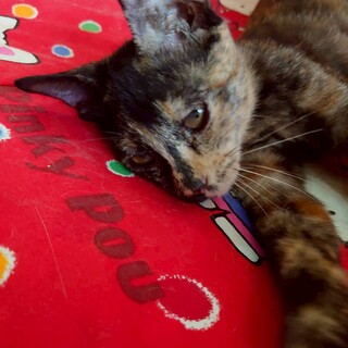 人なれ抜群　とっても陽気なうにちゃん　生後３か月