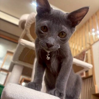 人なれ抜群　グレー猫くまごろう　生後３か月