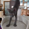 人なれ抜群　グレー猫くまごろう　生後３か月 サムネイル2