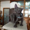 人なれ抜群　グレー猫くまごろう　生後３か月 サムネイル3