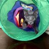 人なれ抜群　グレー猫くまごろう　生後３か月 サムネイル4