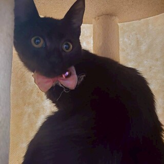 人なれ抜群猫も好き　くろちゃん　生後4か月