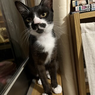 人なれ抜群　元気いっぱいちょびくん　生後4か月