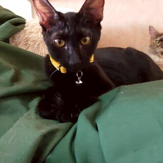 人間・猫好き　まろんくん　