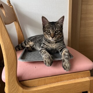 スリゴロさんのマヌルくん　生後4か月