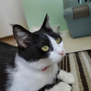 甘えん坊なハチワレ猫♀