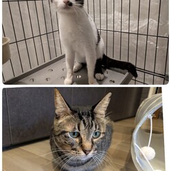 ［れもんちゃん］と［くりまんじゅう君］の口の治療