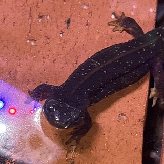 シリケンイモリ　ノーマル　一匹　里親募集