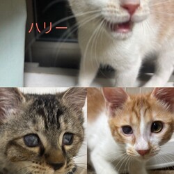 仔猫ちゃんとお見合い大会！あなたの運命の出会いがきっとここに★ サムネイル2