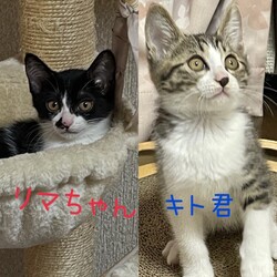 仔猫ちゃんとお見合い大会！あなたの運命の出会いがきっとここに★ サムネイル3