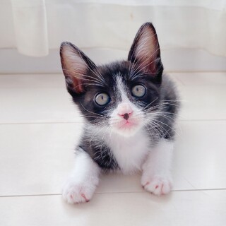 はちわれ子猫　クレオちゃん　里親様募集中
