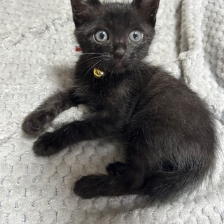 1ケ月の黒猫くん
