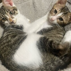 仔猫ちゃんとお見合い大会！あなたの運命の出会いがきっとここに★