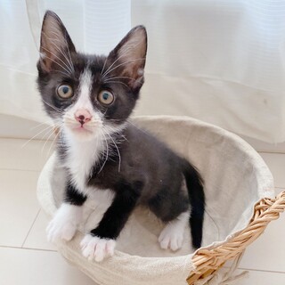 黒白はちわれ子猫　パトラちゃん　里親様募集中
