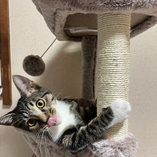 譲渡会参加してます　幸運の鍵しっぽキジトラくん