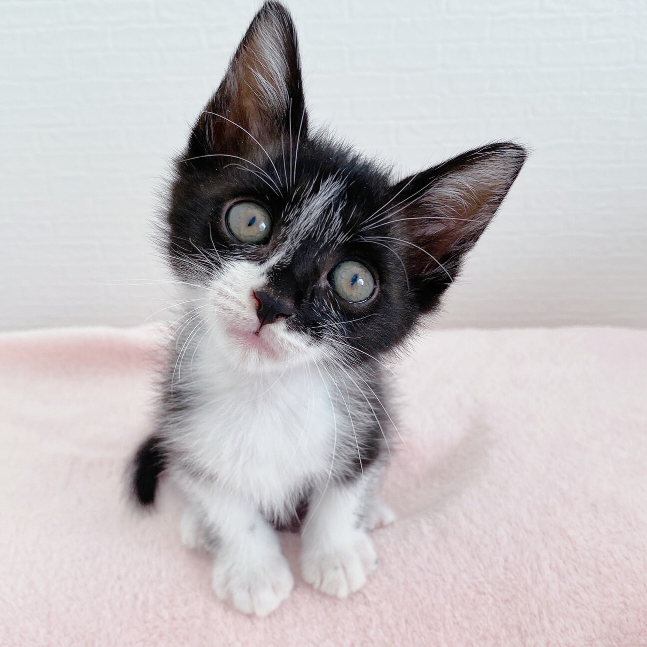 白猫黒様 リクエスト 10点 まとめ商品 猫好きさんへ❤︎可愛い！猫モチーフニット 猫好き 猫ちゃん