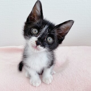 黒白はちわれ子猫　スエズちゃん　里親様募集中
