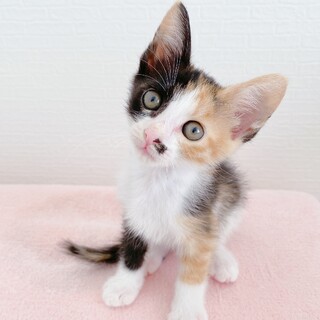 三毛子猫　サハラちゃん　里親様募集中