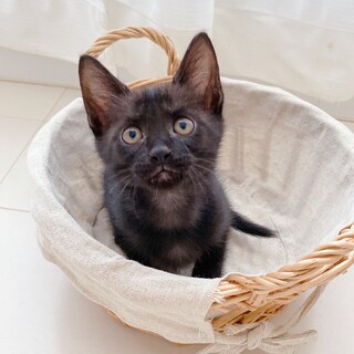 黒子猫　バステトちゃん　里親様募集中