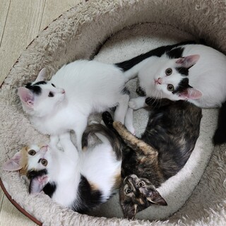 子猫4匹の里親募集