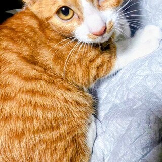 山にいた野良猫が産んだ子猫の募集です(代理投稿)