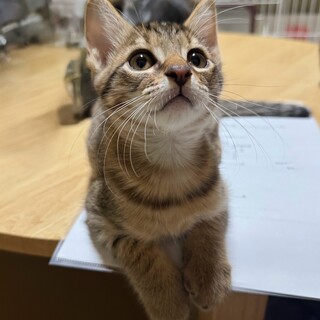 キジ　パーシバル君　男の子　推定3ヶ月