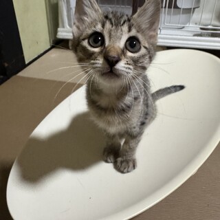 キジ　リツカちゃん　女の子　推定3ヶ月