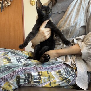 3ヶ月の愛らしい黒猫の男の子