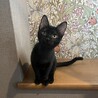 3ヶ月の愛らしい黒猫の男の子 サムネイル2