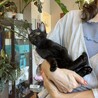 3ヶ月の愛らしい黒猫の男の子 サムネイル3