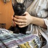 3ヶ月の愛らしい黒猫の男の子 サムネイル4