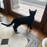 3ヶ月の愛らしい黒猫の男の子 サムネイル5
