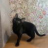 3ヶ月の愛らしい黒猫の男の子 サムネイル6