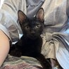 3ヶ月の愛らしい黒猫の男の子 サムネイル7