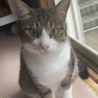 2歳くらいのかわいい男の子猫ちゃんです♪