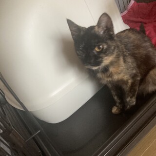 生後半年〜8ヶ月くらいサビ柄人懐っこい女の子