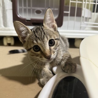 キジ　オベロン君　男の子　推定3ヶ月