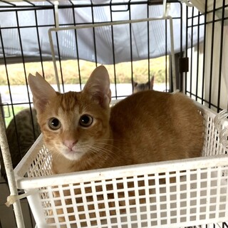 可愛い茶トラチャッピー君ピッピちゃんと一緒で