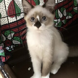 シャムミックスのピッピちゃん、チャッピー君と一緒で