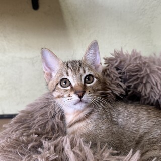 キジ　キャスター　女の子　推定3ヶ月