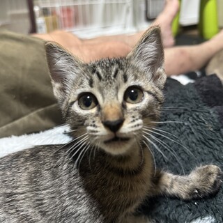 キジ　ガレス　女の子　推定3ヶ月