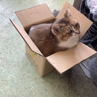 人慣れ猫慣れ上手です